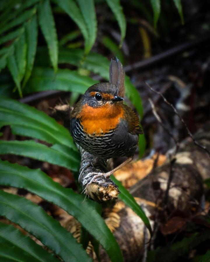 Parque Tepuhueico *