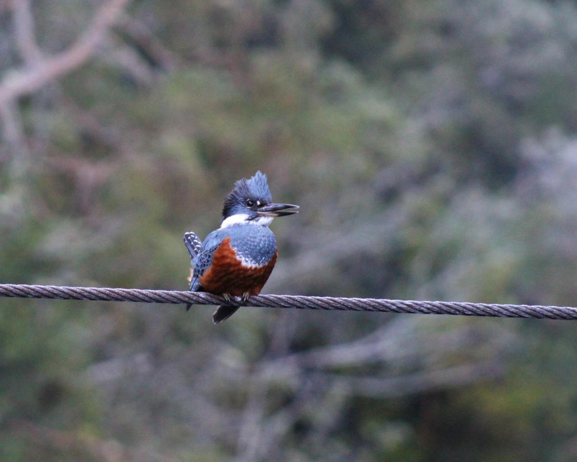 Parque Tepuhueico * Castro