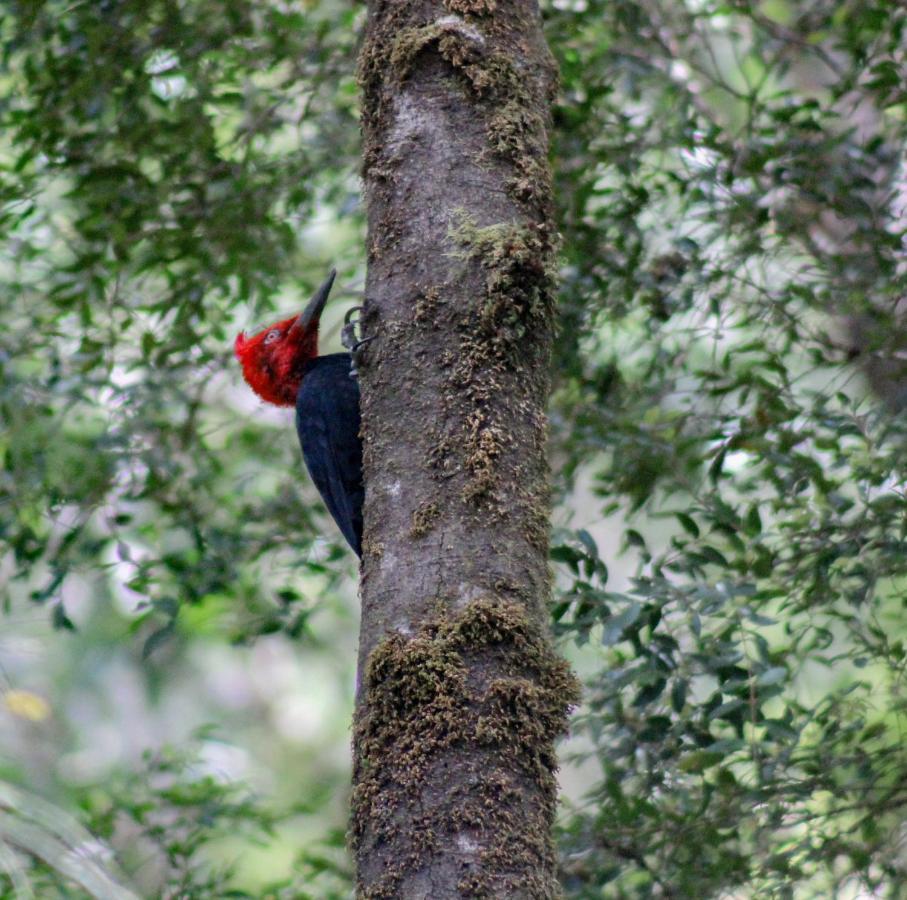 Parque Tepuhueico Lodge *